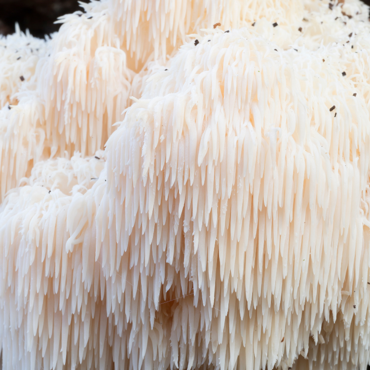 Lions Mane Mushroom Grow Kit