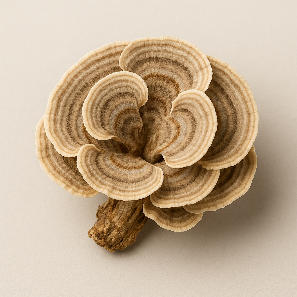 Myco-Dose® Poly Power Mushroom Extract