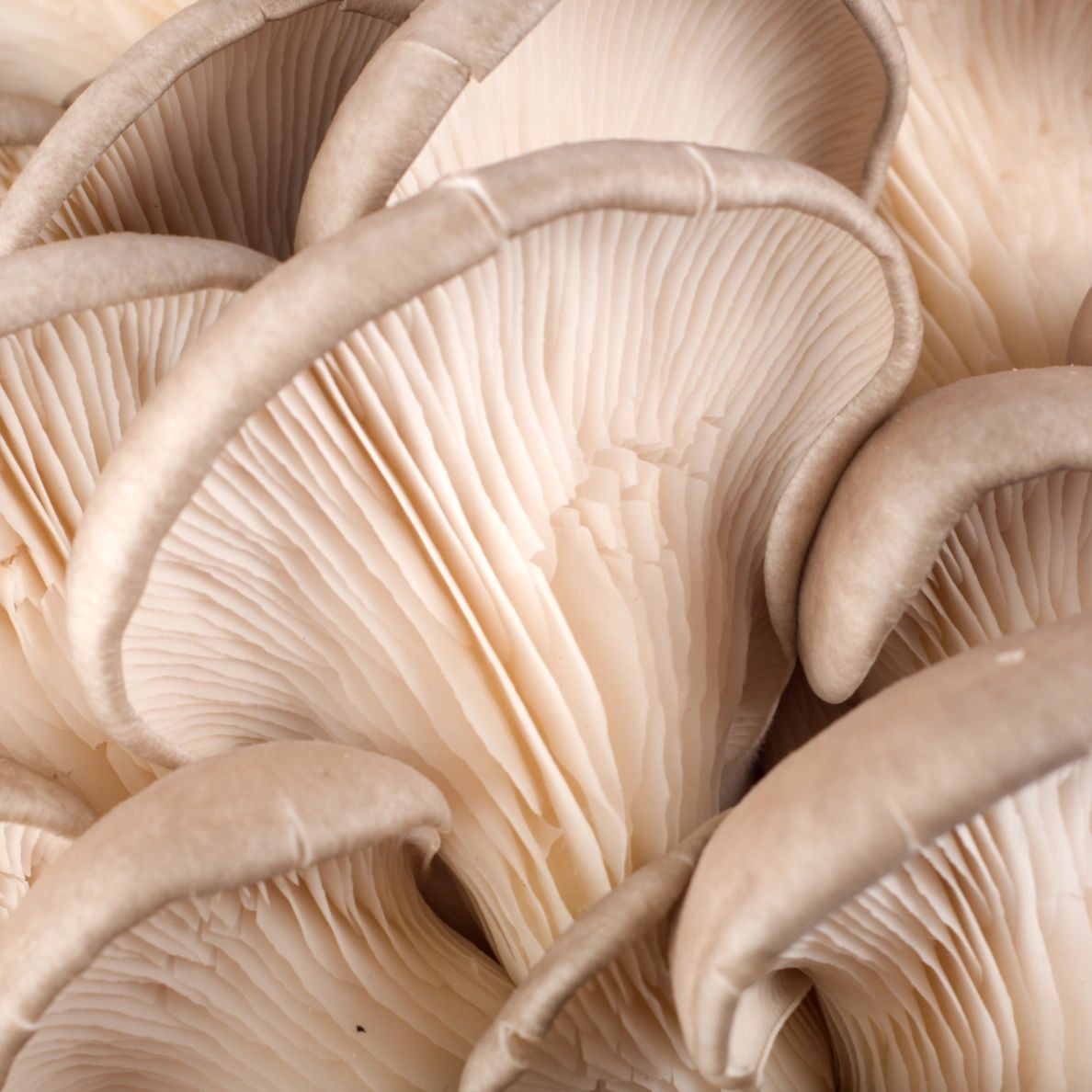 Italian Oyster Mushroom Grow Kit