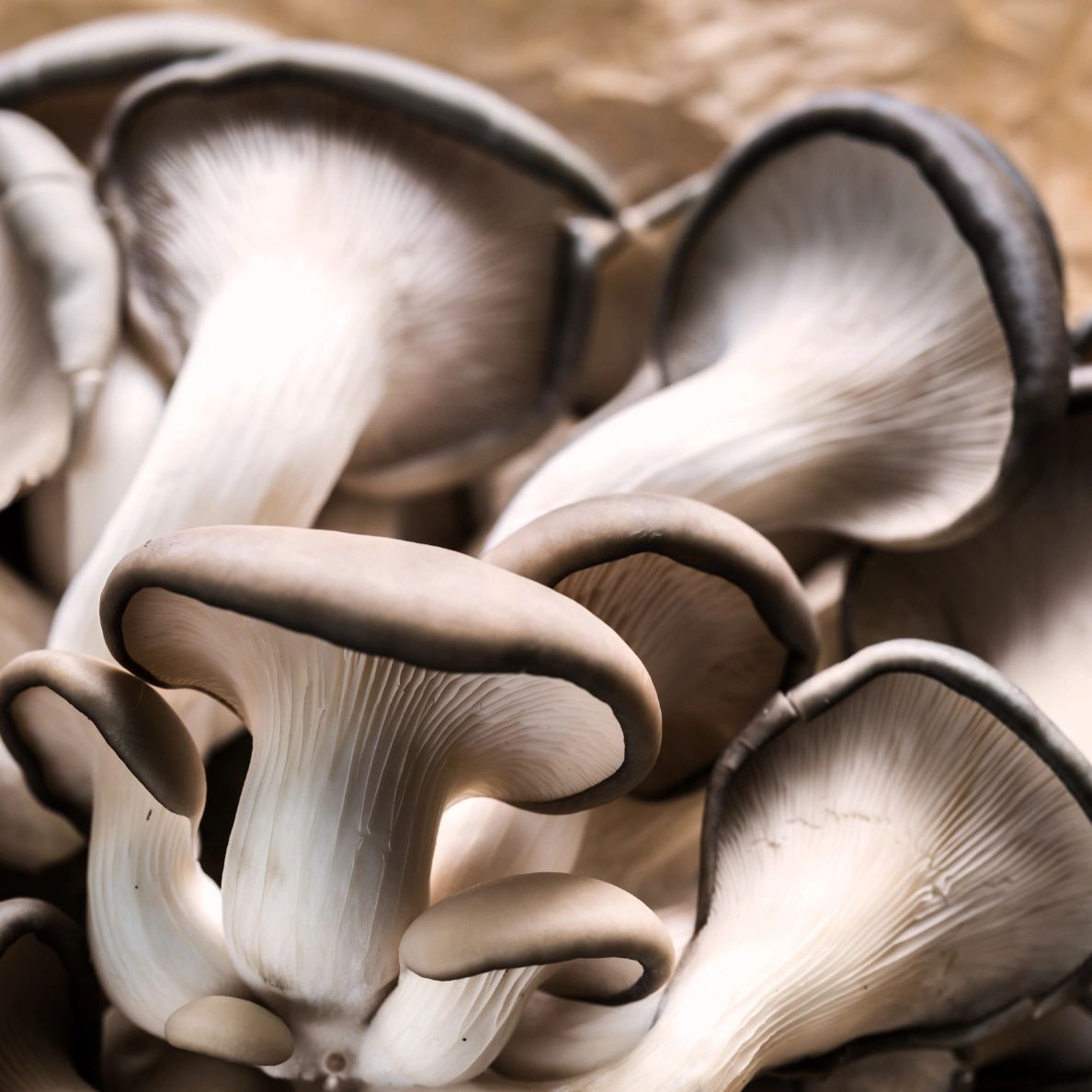 Italian Oyster Mushroom Grow Kit