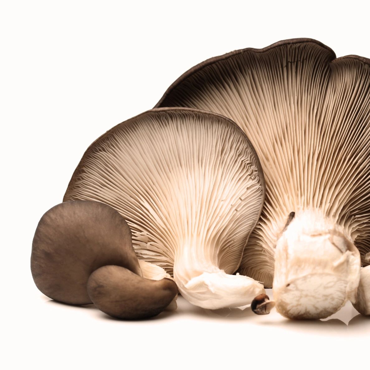 Italian Oyster Mushroom Grow Kit