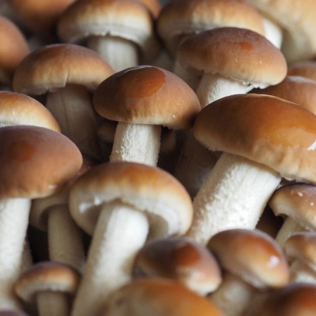 Pioppino Mushroom Grow Kit