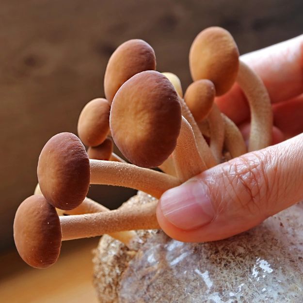 Pioppino Mushroom Grow Kit