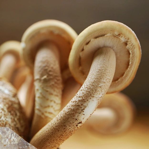 Pioppino Mushroom Grow Kit