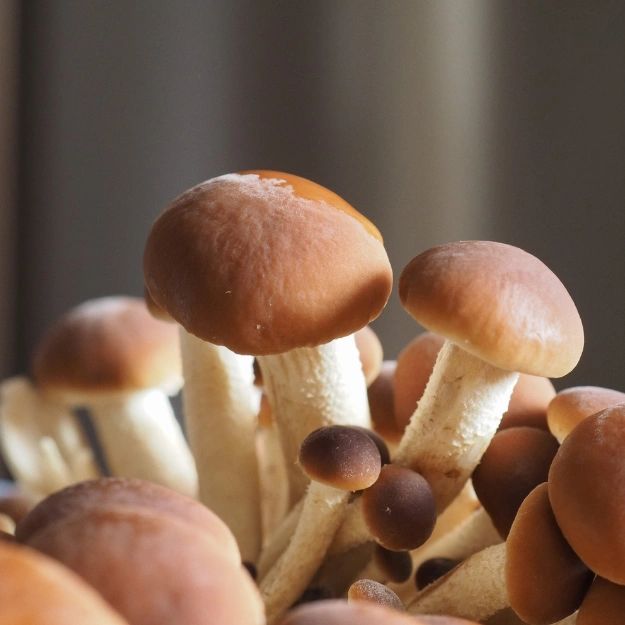 Pioppino Mushroom Grow Kit