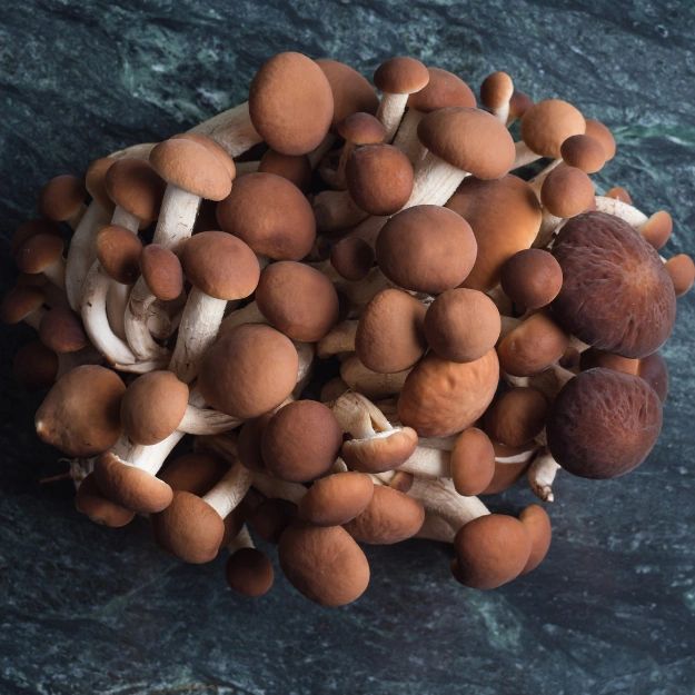 Pioppino Mushroom Grow Kit