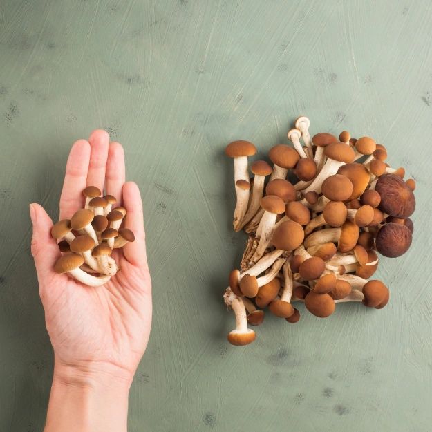 Pioppino Mushroom Grow Kit