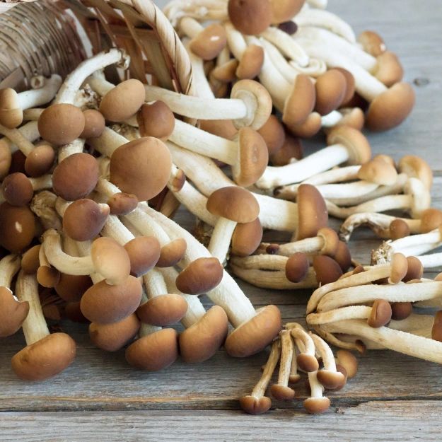 Pioppino Mushroom Grow Kit