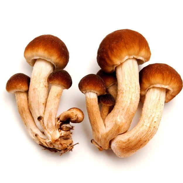 Pioppino Mushroom Grow Kit
