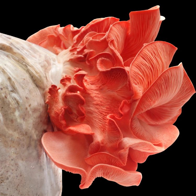 Pink Oyster Mushroom Grow Kit