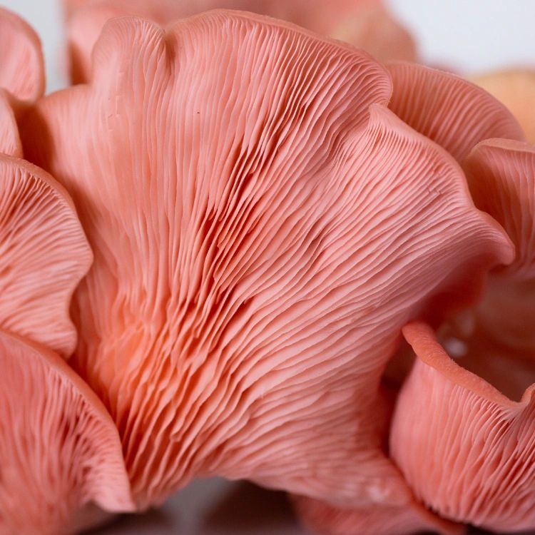 Pink Oyster Mushroom Grow Kit