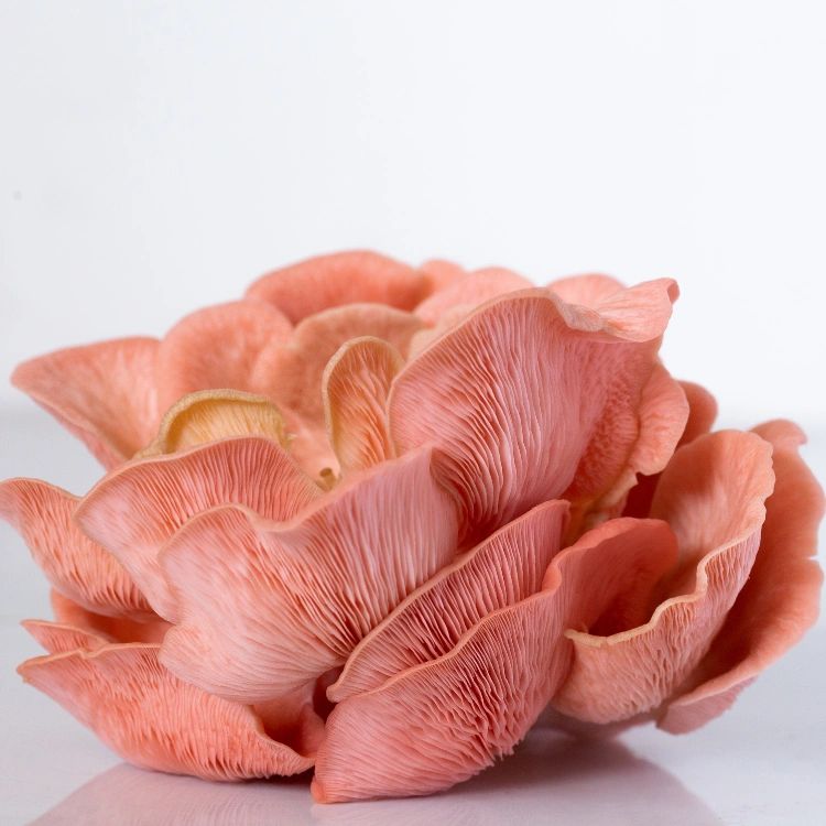 Pink Oyster Mushroom Grow Kit