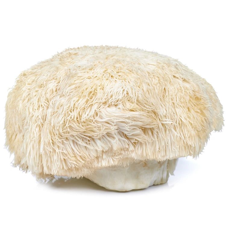 Lions Mane Mushroom Grow Kit