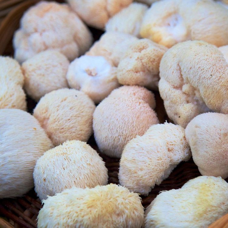 Lions Mane Mushroom Grow Kit