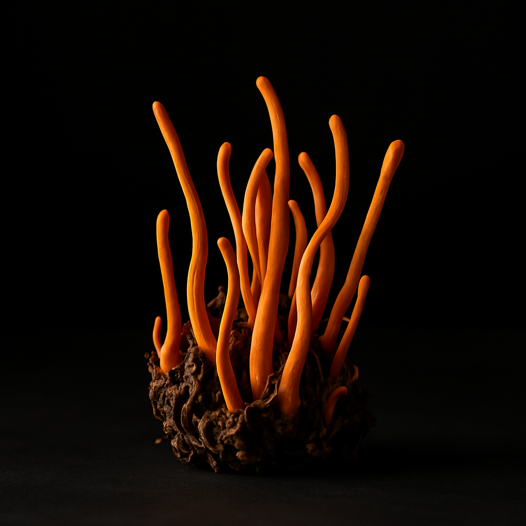 Cordycep Health Benefits