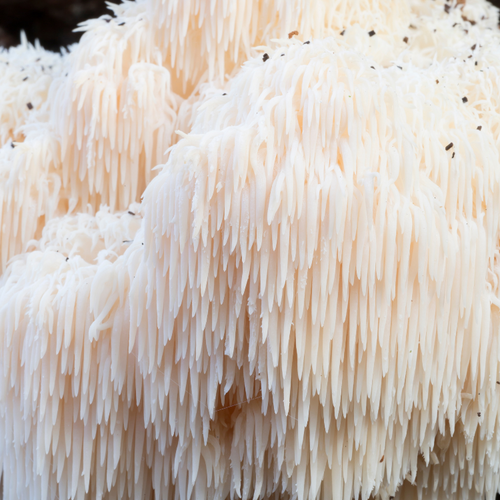 Lions Mane Mushroom Grow Kit