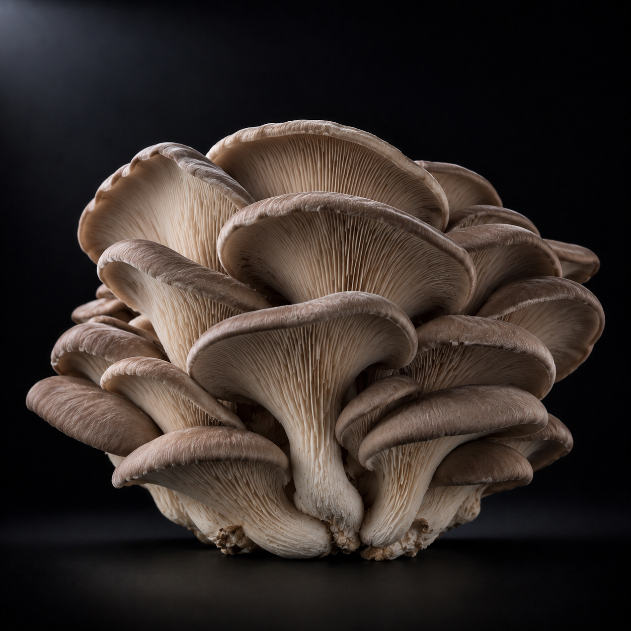 Fresh Italian Oyster Mushrooms | Local Pickup Only