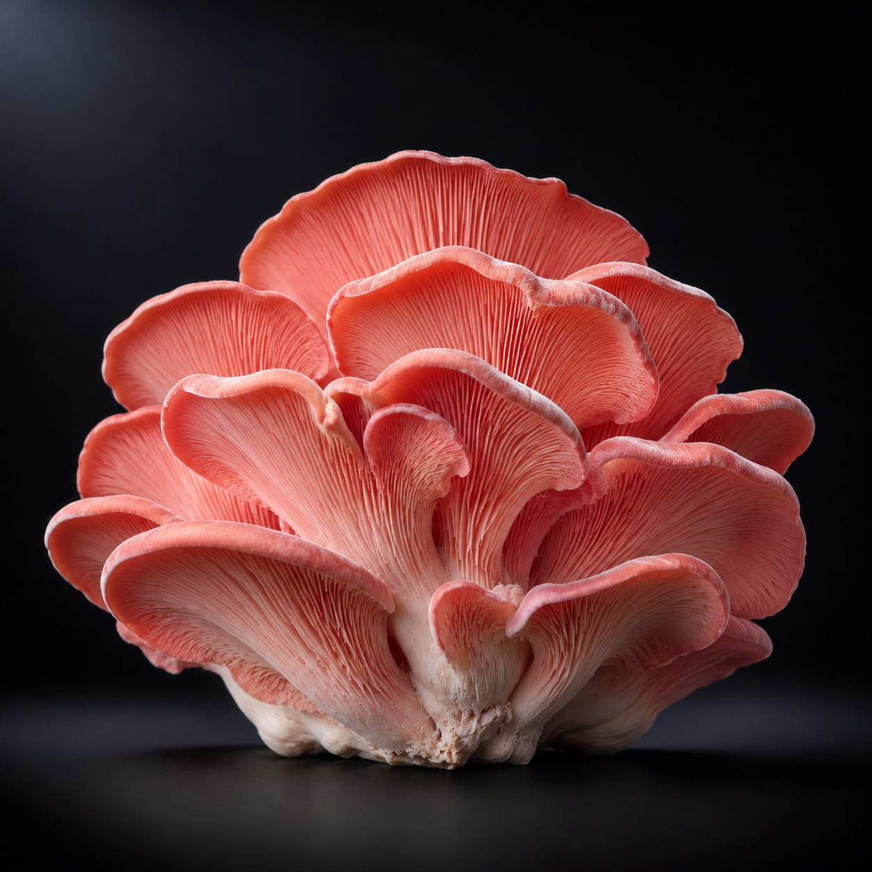 Fresh Pink Oyster Mushrooms | Local Pickup Only