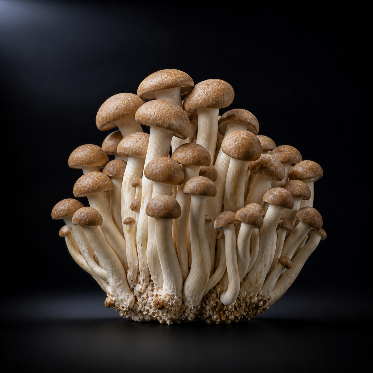 Fresh Pioppino Mushrooms | Local Pickup Only