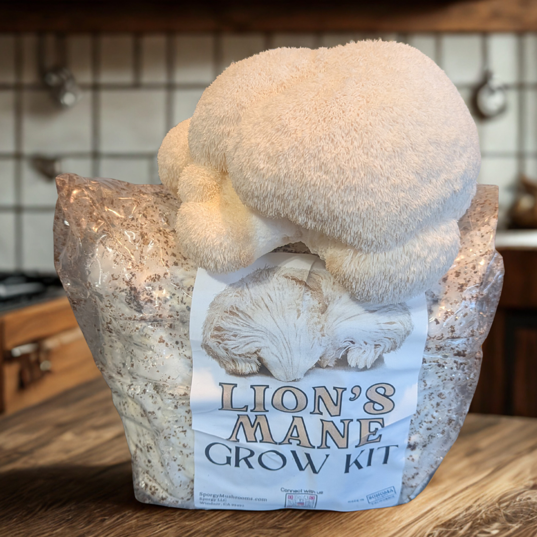 Lions Mane Mushroom Grow Kit