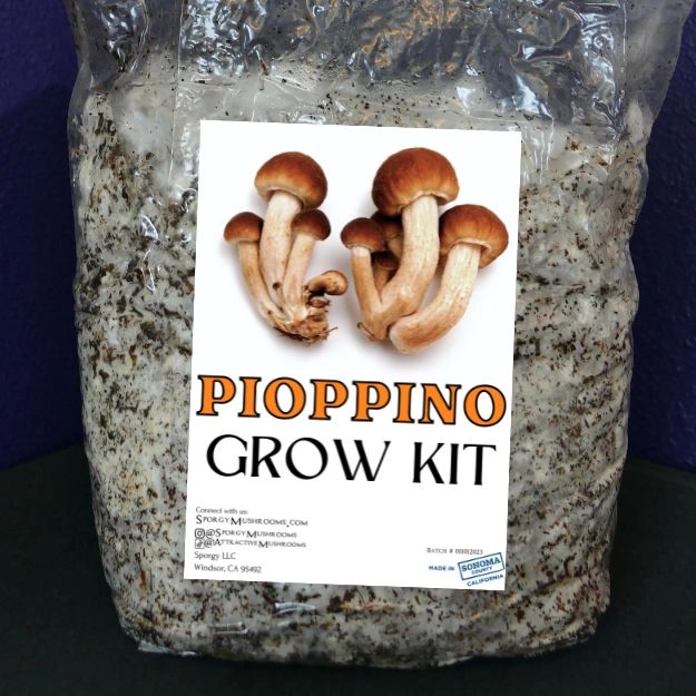 Pioppino Mushroom Grow Kit