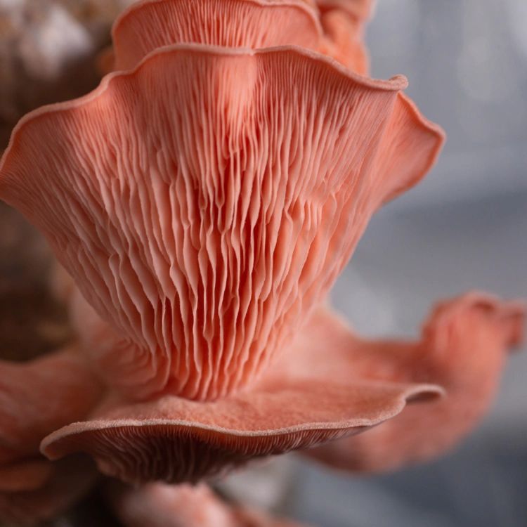 Pink Oyster Mushroom Grow Kit